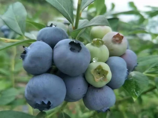 9ae207cc06588e541795bc61783e6893.jpg 9ae207cc06588e541795bc61783e6893.jpg